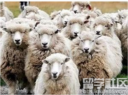 电子商务运营中羊群效应的特点分析-羊群效应