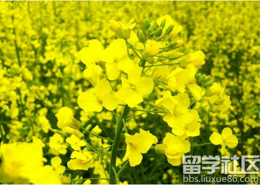 油菜花,别名芸薹(yun tai,拉丁文名brassica campestris,原产地