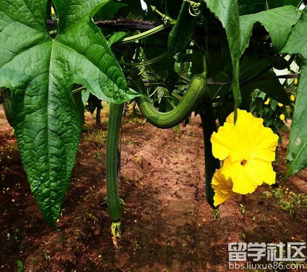 丝瓜藤和茎的液汁既有保持皮肤弹性的特殊功能.