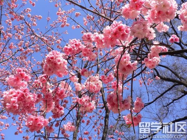 樱花花语 不同种类樱花花语 樱花的传说