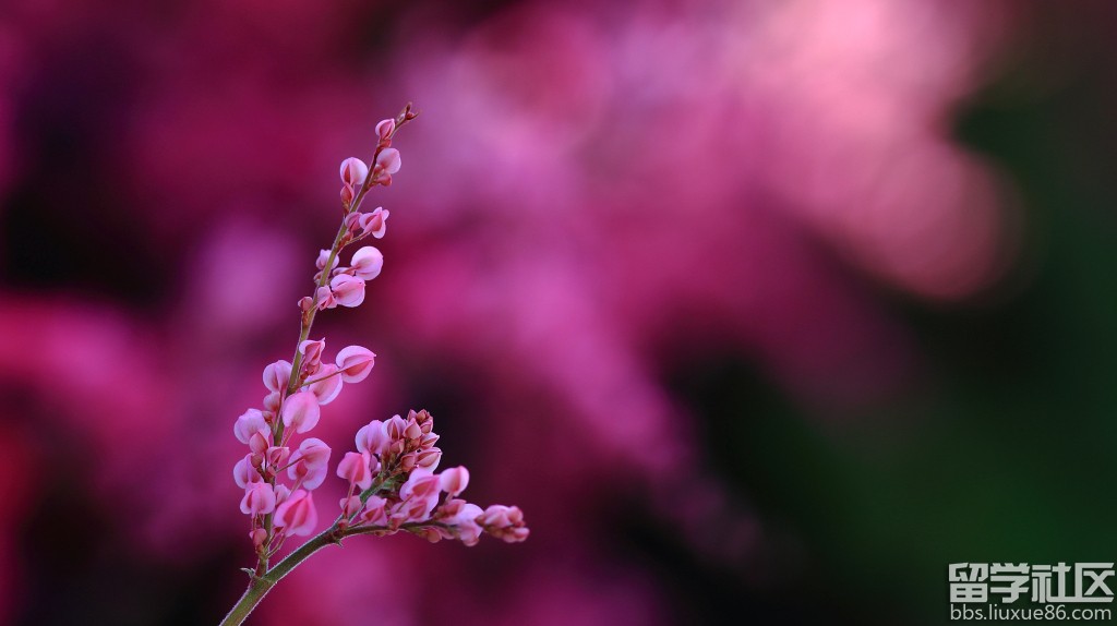 小学二年级作文1000字:自由的天空(转载)