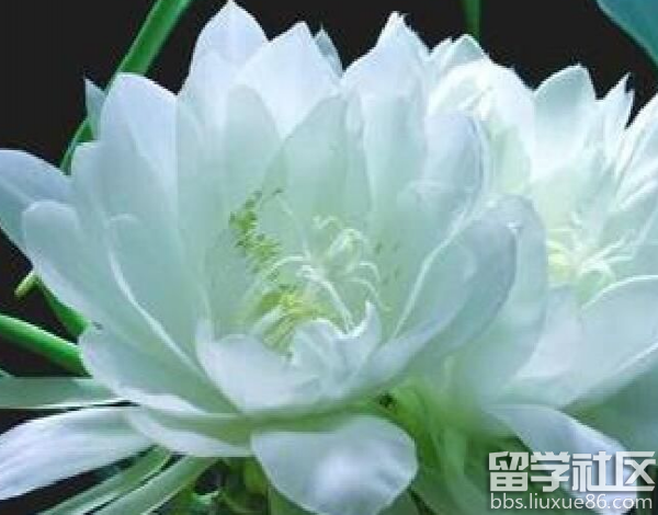 雪莲花的功效与作用及食用方法