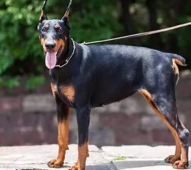 什么狗狗最忠诚