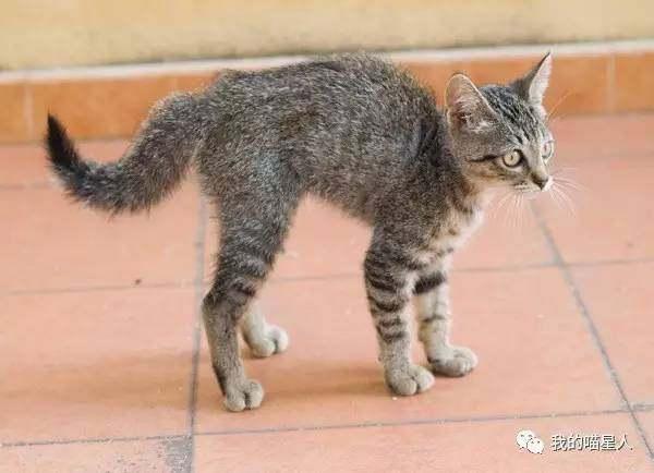 猫生气是很可怕的,猫咪生气的时候有哪些表现
