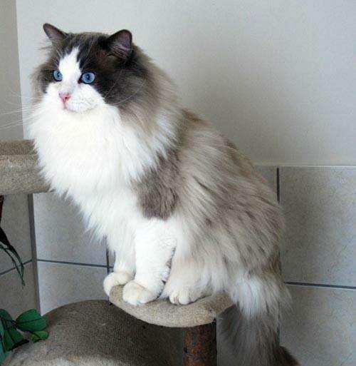 猫咪多久洗一次澡,给猫咪洗澡要注意什么