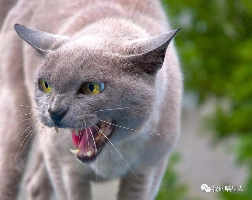猫生气是很可怕的,猫咪生气的时候有哪些表现