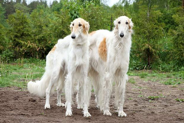 狗狗智商排名:什么狗最聪明?