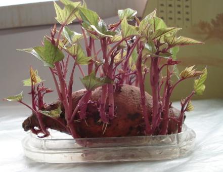 院子种红薯的方法