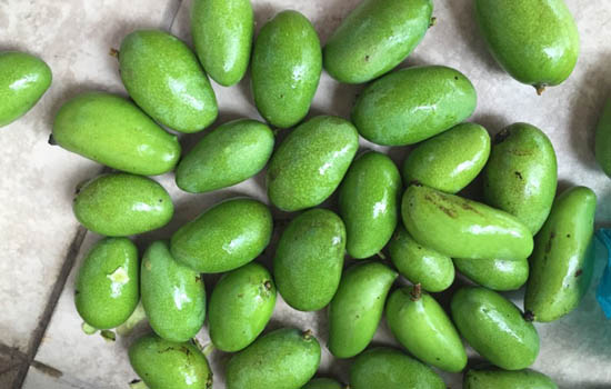 四招催熟青芒果,快学!