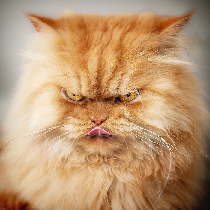 世界上最愤怒的猫 garfi