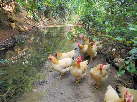 中国十大名鸡