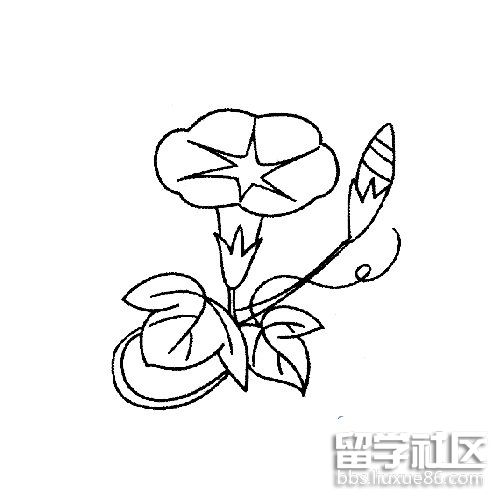 花的简笔画——牵牛花
