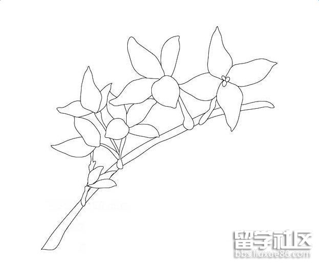 花的简笔画——迎春花