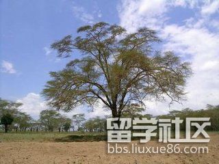 史铁生《合欢树》读后感