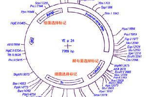 【雅思写作】线状图描述模板