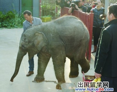 来自南宁的小象。 范晓林 摄