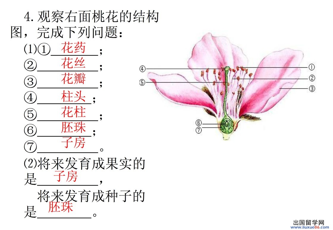 2014中考生物填图题桃花的结构图