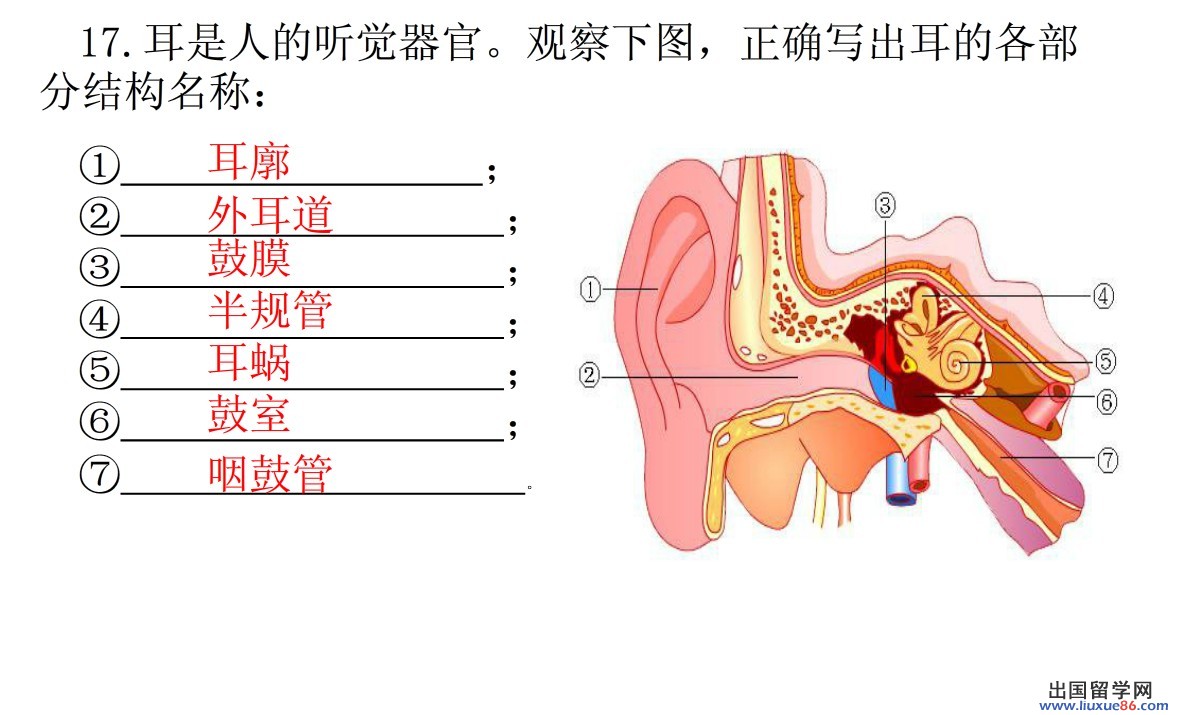 2014中考生物填图题:耳朵的结构
