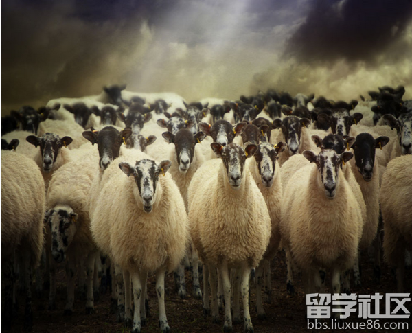 电子商务运营中羊群效应的特点分析,羊群效应