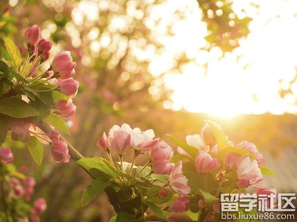 朱生豪情书