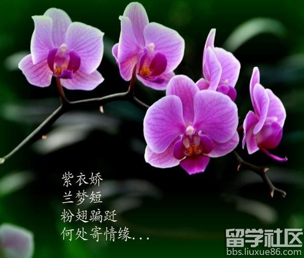 蝴蝶兰花朵描写图片