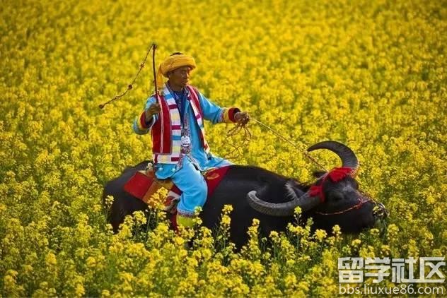 2017全年国内赏花时间表 每一次花开都不错过