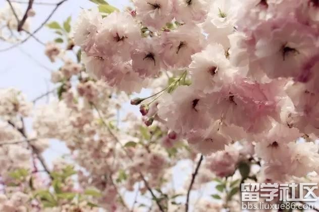 2017全年国内赏花时间表 每一次花开都不错过