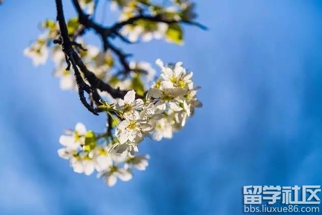 2017全年国内赏花时间表 每一次花开都不错过