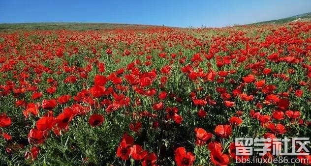 2017全年国内赏花时间表 每一次花开都不错过