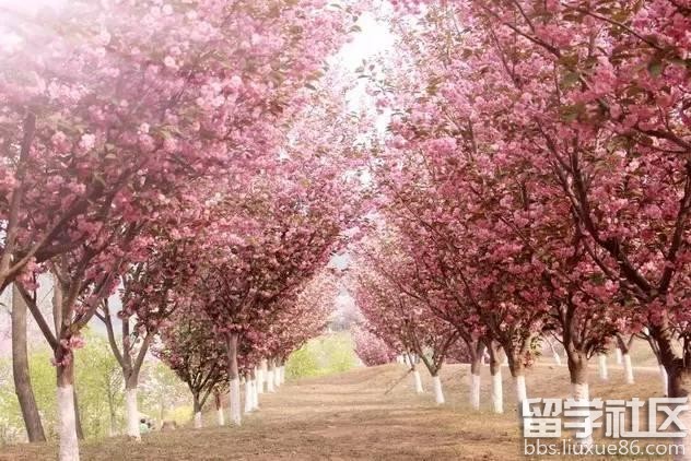 2017全年国内赏花时间表 每一次花开都不错过