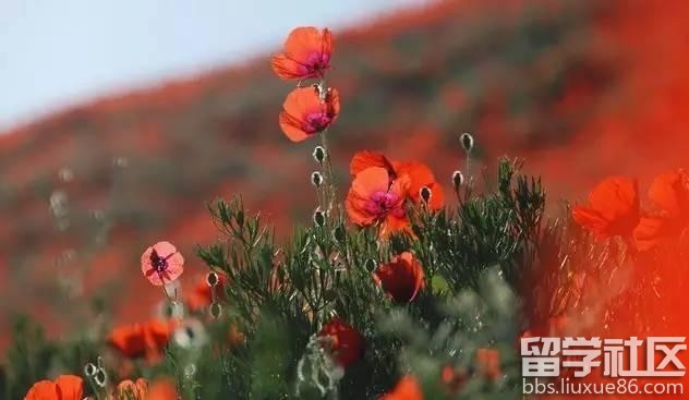2017全年国内赏花时间表 每一次花开都不错过