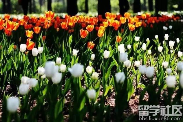 2017全年国内赏花时间表 每一次花开都不错过