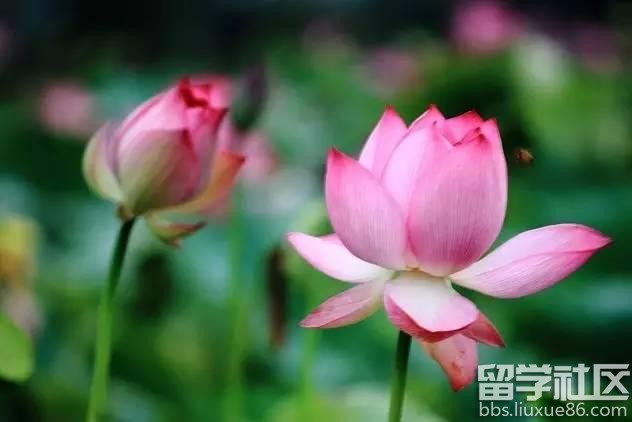 2017全年国内赏花时间表 每一次花开都不错过