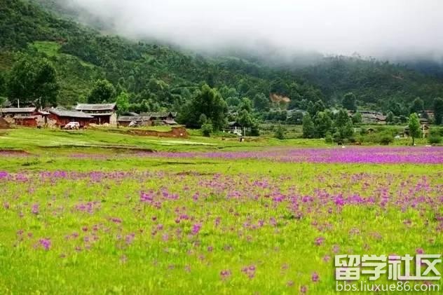 2017全年国内赏花时间表 每一次花开都不错过