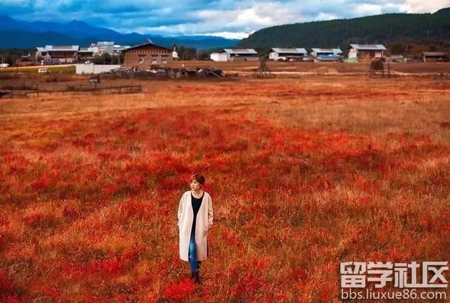 2017全年国内赏花时间表 每一次花开都不错过