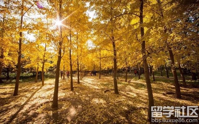 2017全年国内赏花时间表 每一次花开都不错过