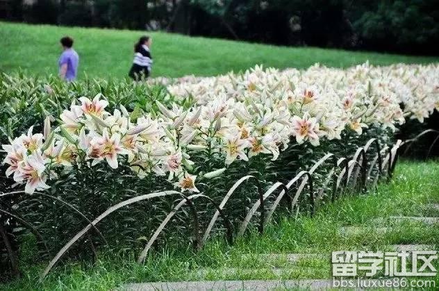 2017全年国内赏花时间表 每一次花开都不错过