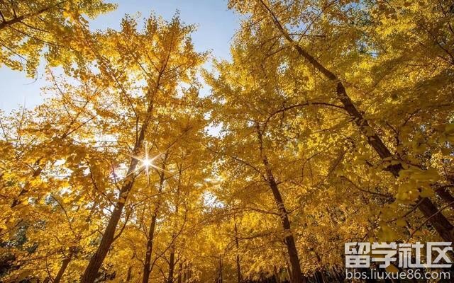 2017全年国内赏花时间表 每一次花开都不错过