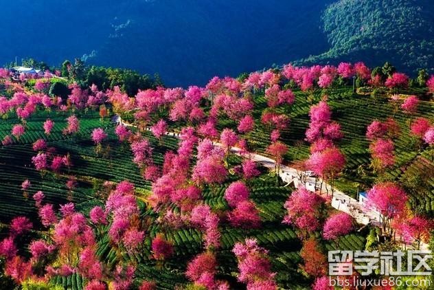 2017全年国内赏花时间表 每一次花开都不错过