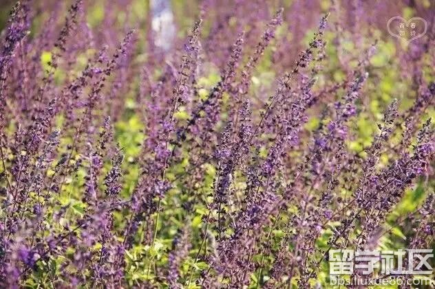 2017全年国内赏花时间表 每一次花开都不错过