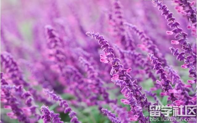 2017全年国内赏花时间表 每一次花开都不错过