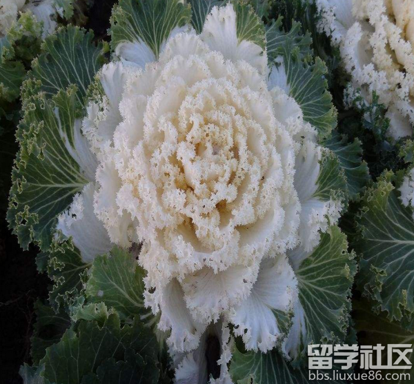 雪莲花的功效与作用及食用方法