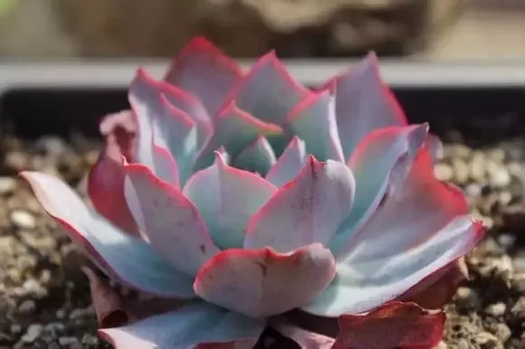 多肉多长时间浇一次合适 20170510121748740.jpg