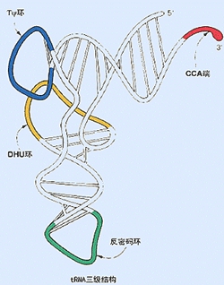 tRNA的结构图高中图片