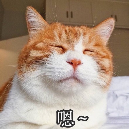 网上很火的橘猫表情包图片