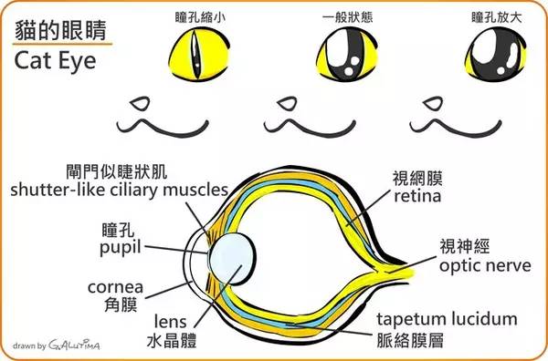 【喵了个咪】据说蓝瞳猫血统比较尊贵,猫瞳色真的跟血统有关吗?