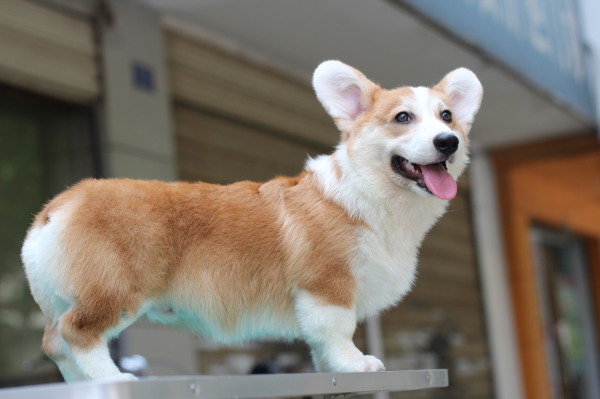 小短腿柯基犬的尾巴去哪裡了