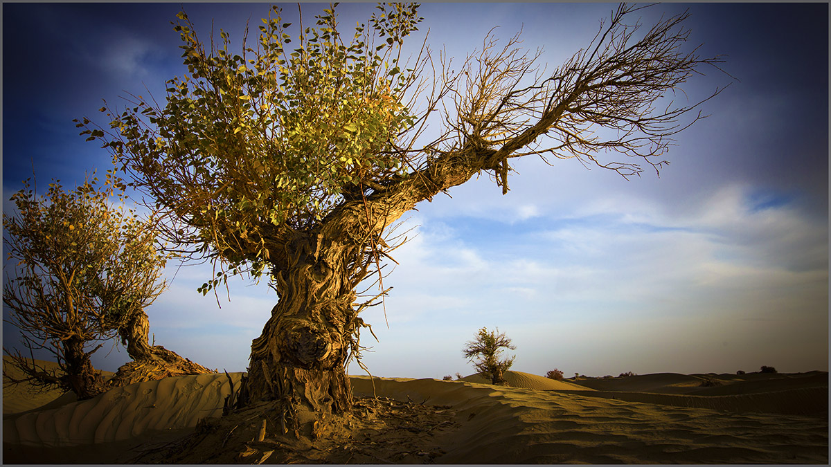 一棵沙漠胡杨树图片图片