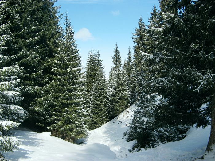 松柏类的植物为什么会四季常绿呢