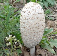 神经,精神毒素:主要存在于毒蝇伞,豹斑毒伞,角鳞灰伞,臭黄菇及牛肝蕈